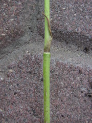 Chaerophyllum prescottii