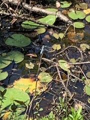 Pachydiplax longipennis
