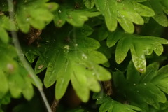 Fissidens osmundioides