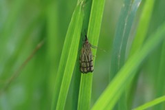 Chrysocramboides craterella