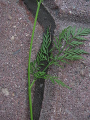 Chaerophyllum prescottii