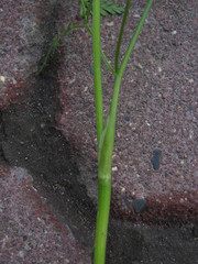 Chaerophyllum prescottii