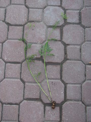 Chaerophyllum prescottii