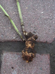 Chaerophyllum prescottii