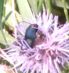 Heliotaurus ruficollis