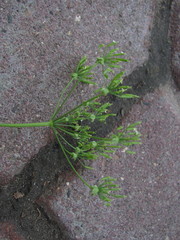 Chaerophyllum prescottii
