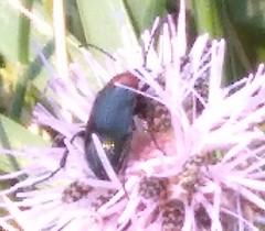 Heliotaurus ruficollis