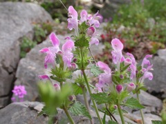 Lamium garganicum