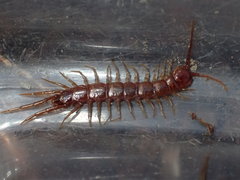 Bothropolys positivus