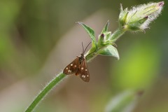 Dysauxes punctata