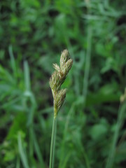 Carex leporina
