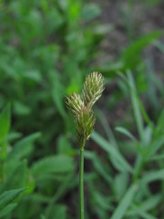 Carex leporina
