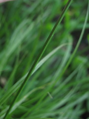 Carex leporina