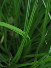 Carex leporina