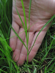 Carex leporina