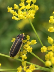 Pyractomena marginalis