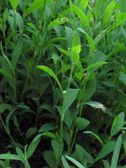 Polygonum
