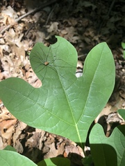 Leiobunum nigropalpi