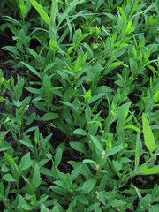 Polygonum