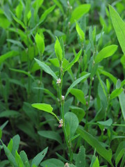 Polygonum