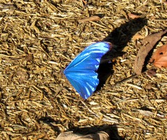 Morpho rhetenor