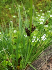 Carex stylosa