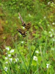 Carex stylosa