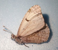 Anthocharis lanceolata