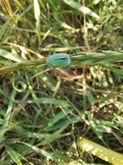 Hoplia parvula