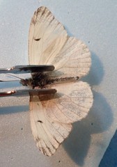 Anthocharis lanceolata