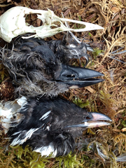 Synthliboramphus antiquus