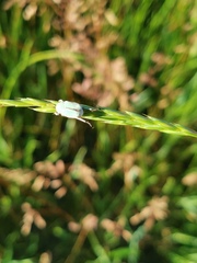 Hoplia parvula