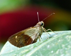 Calpodes longirostris