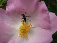 Chlorophorus figuratus