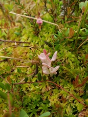 Exobasidium oxycocci