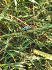 Hoplia parvula