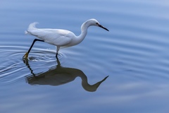 Egretta thula