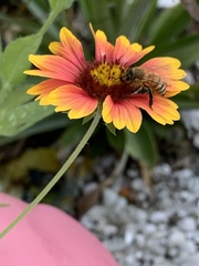 Apis mellifera
