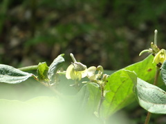 Leptotes cassius cassius