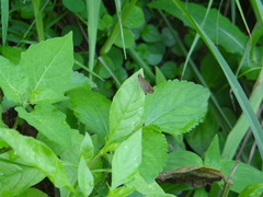 Panoquina ocola