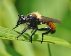 Laphria altitudinum