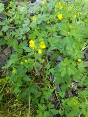 Ranunculus repens