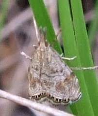 Glaucocharis dilatella