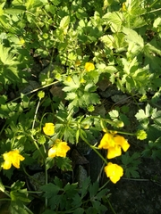 Ranunculus repens