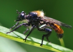 Laphria altitudinum