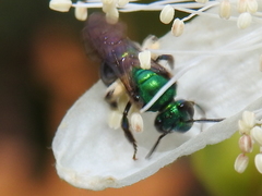 Pseudaugochlora graminea