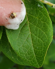 Clastoptera saintcyri
