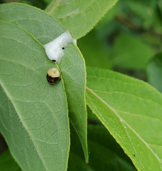 Clastoptera saintcyri