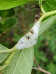 Clastoptera saintcyri