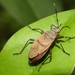 Mexican Bordered Plant Bug - Photo (c) Pedro Alanis, some rights reserved (CC BY-NC), uploaded by Pedro Alanis